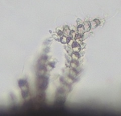 Acrochaetium microscopicum