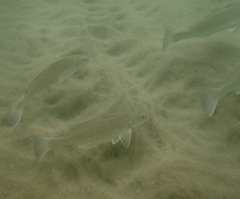 Menticirrhus undulatus