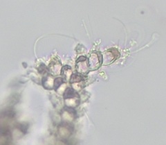 Acrochaetium microscopicum