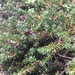 Purple Crowberry - Photo (c) Aaron Hulsey, some rights reserved (CC BY-NC), uploaded by Aaron Hulsey