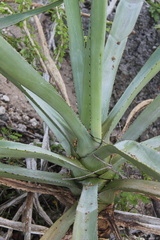 Agave rhodacantha