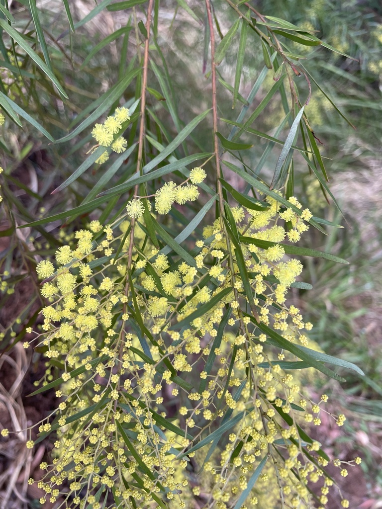 Brisbane wattle from Sea Acres National Park, Port Macquarie, NSW, AU
