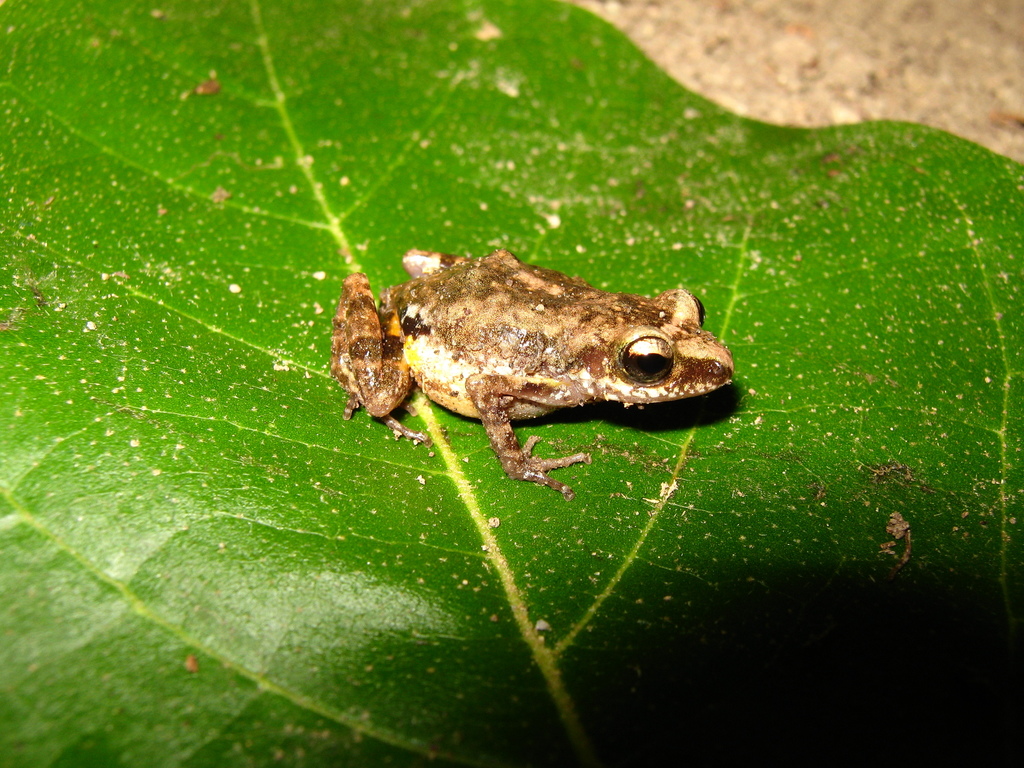 Colima Shiny Peeping Frog