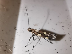 Calybites phasianipennella