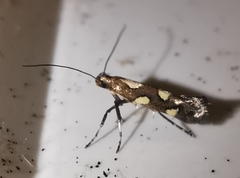 Calybites phasianipennella