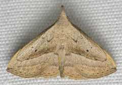 Macrochilo hypocritalis