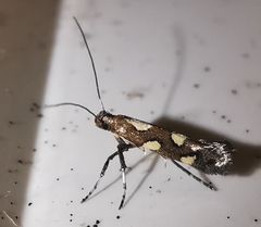 Calybites phasianipennella