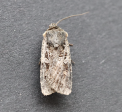 Euxoa ochrogaster