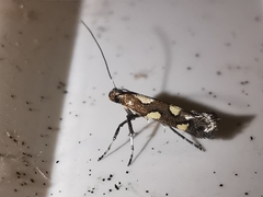 Calybites phasianipennella