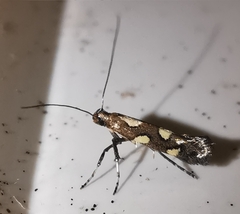 Calybites phasianipennella