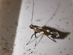 Calybites phasianipennella