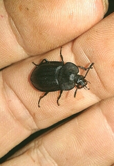 Silpha tristis