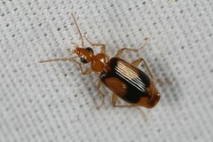 Nemotarsus elegans