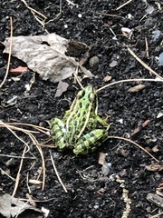 Lithobates pipiens