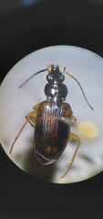 Bembidion corgenoma