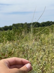 Digitaria cognata