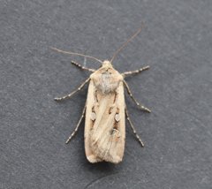 Euxoa ochrogaster