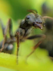 Formica argentea