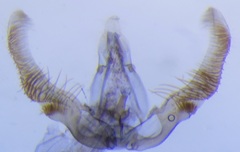 Olethreutes auricapitana