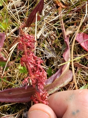 Rumex arcticus