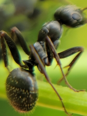 Formica argentea