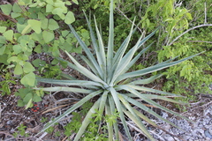 Agave rhodacantha