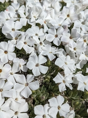 Phlox pulvinata