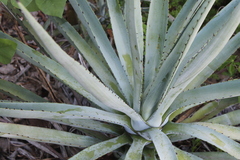 Agave rhodacantha