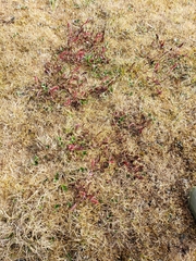 Rumex arcticus