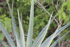 Agave rhodacantha