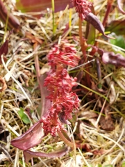 Rumex arcticus