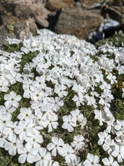 Phlox pulvinata