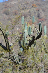 Cereus forbesii