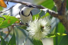 Cissomela pectoralis