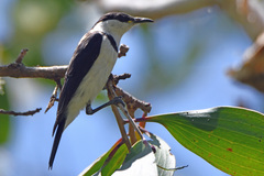 Cissomela pectoralis
