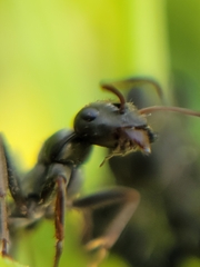 Formica argentea