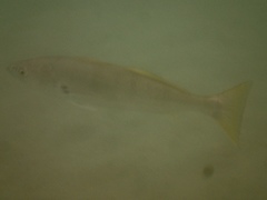 Atractoscion nobilis