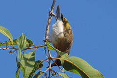 Conopophila albogularis