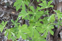 Manihot carthagenensis