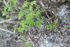 Manihot carthagenensis