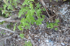 Manihot carthagenensis