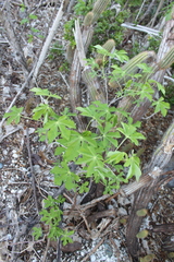 Manihot carthagenensis