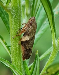 Aphrophora intermedia