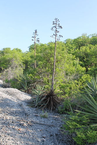 Agave rhodacantha