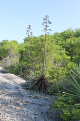 Agave rhodacantha
