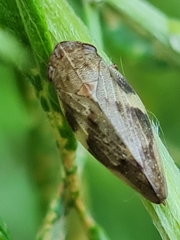 Aphrophora intermedia