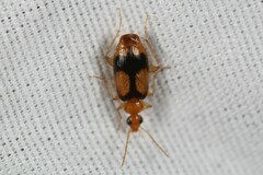 Nemotarsus elegans