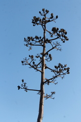 Agave rhodacantha