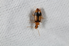 Nemotarsus elegans