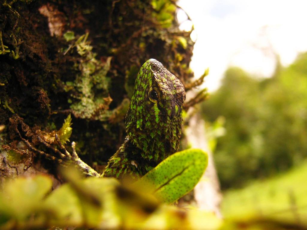 Salvin's Spiny Lizard